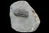 Unusual Phacopid Trilobite With Small Eyes - Jorf, Morocco #89306-1